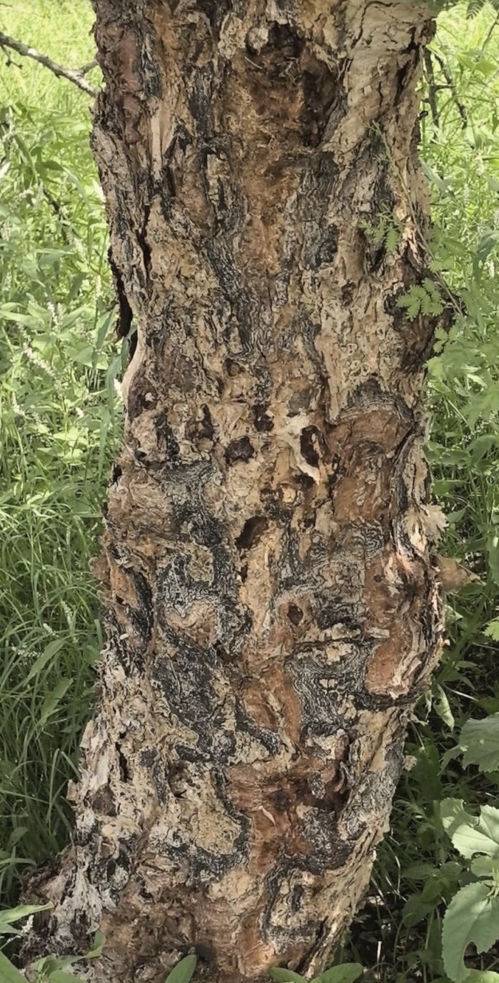 Boswellia trunk in the wild