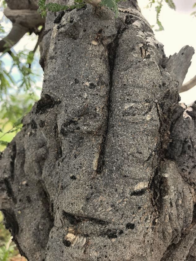 Close-up of grey Boswellia bark